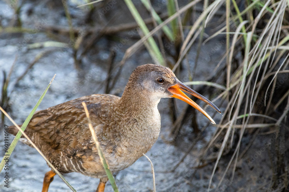 Fototapeta premium Clapper Rail Calling