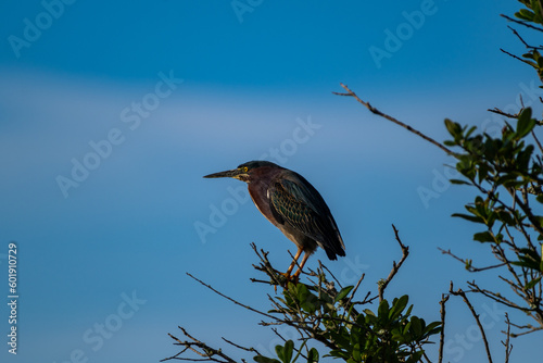 Green Heron in a Tree