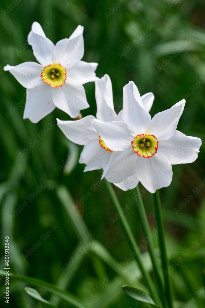 Closeup of white, yellow, and red flowers of Pheasant's Eye Daffodils blooming, as a nature background
Closeup of white, yellow, and red flowers of Pheasant's Eye Daffodils blooming, as a nature background