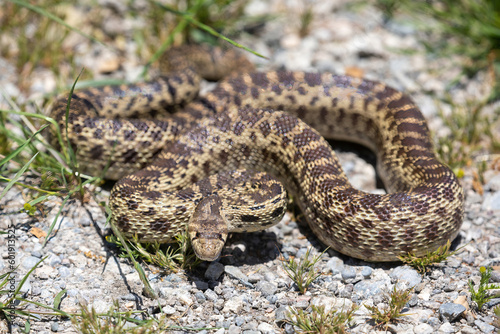 Pacific Gopher Snake Adult in Defensive Posture. Arastradero Preserve, Santa Clara County, California, USA.