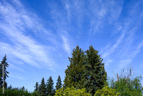 Conifer and deciduous trees on a sunny day with blue sky and wispy white clouds in background
