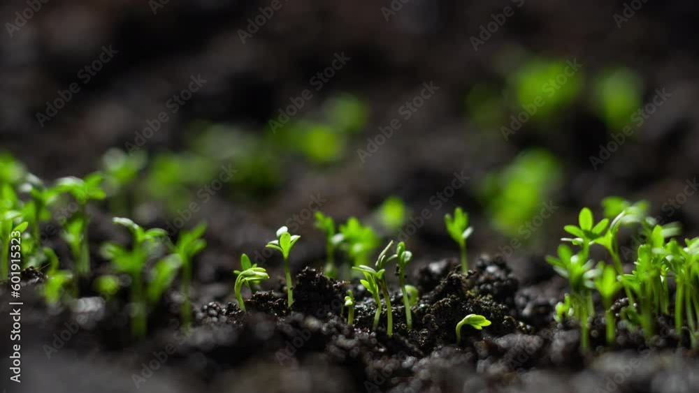 Plants growing in time lapse, Cress salad sprouts germination from seeds in ground. Farming and gardening at spring. Business agriculture harvesting concept. Plants growing in time lapse, Cress salad sprouts germination from seeds in ground. Farming and gardening at spring. Business agriculture harvesting concept.
