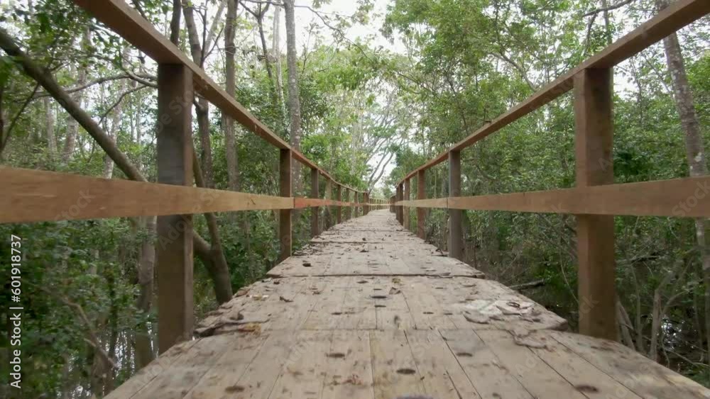 Aerial view rising over a wooden walkway in the Amazon jungle. Obidos, Brazil Aerial view rising over a wooden walkway in the Amazon jungle. Obidos, Brazil