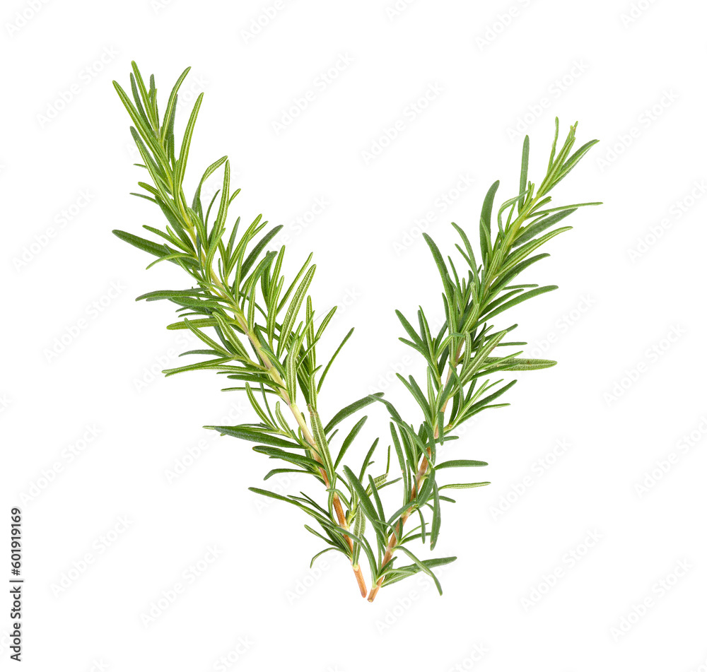 rosemary isolated on transparent png