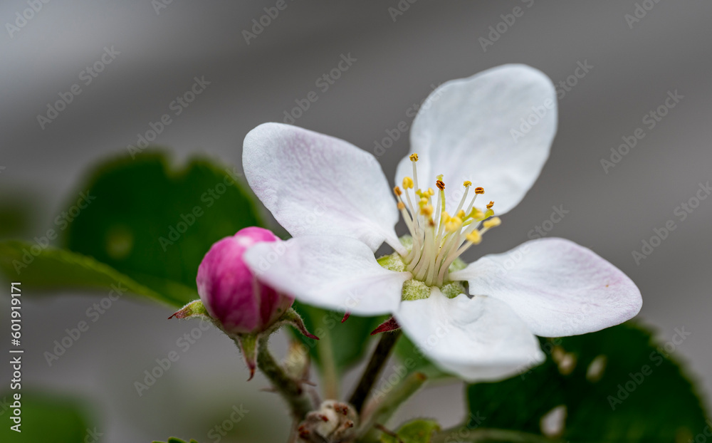 Detail of white flower of the Malus coronaria plant