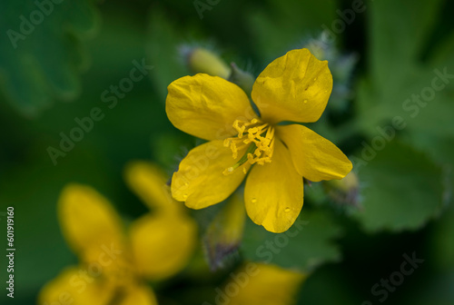 Detail of yellow flower of the Mentzelia affinis plant