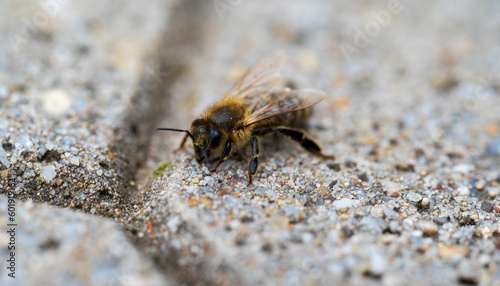 Detail of a bee on concrete floor © Denis