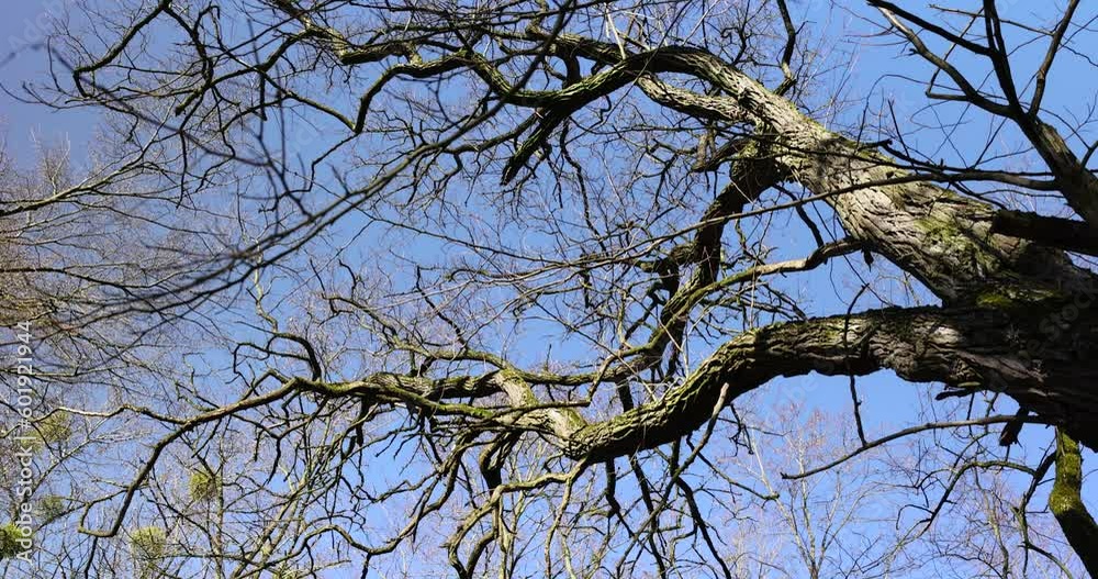 the tops of various deciduous trees in the spring season , a park with trees in early spring the tops of various deciduous trees in the spring season , a park with trees in early spring