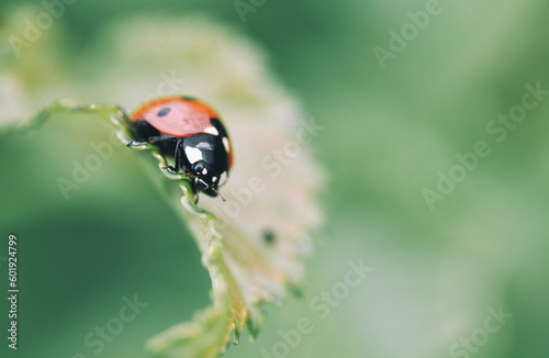ladybug on a leaf © Costache Sabin