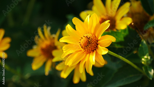 Beautiful  bright  yellow flowers. Nature