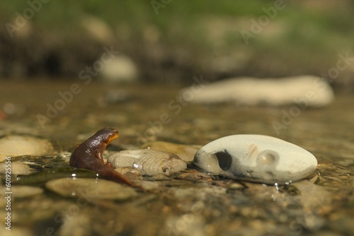 Newt 
