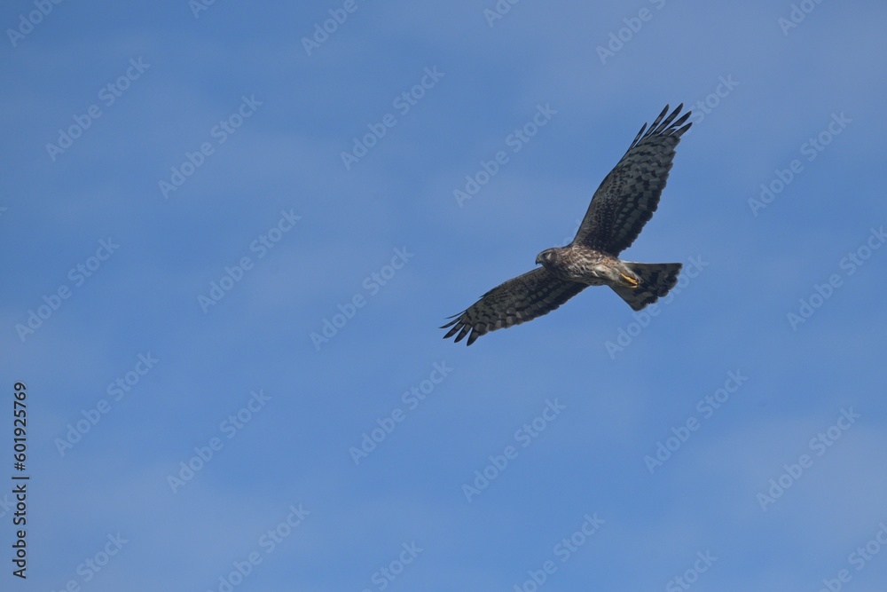 Obraz premium Northern harrier in flight 