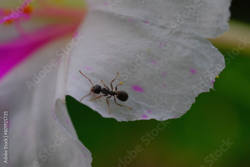 Animal Photography. Macro photo of Camponotus Compressus or better known as black ants perched on white flowers. Location place in Cikancung, Bandung Region - Indonesia