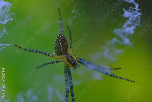 Animal Photography. Macro photo of the Argiope aurantia spider making spider webs. Location place in Cikancung, on the outskirts of Bandung Region - Indonesia photo