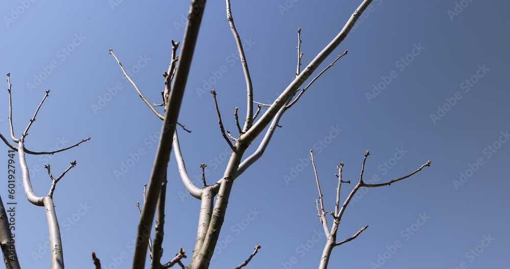 Manchurian walnut tree in sunny weather in early spring, young Manchurian walnut without foliage in early spring Manchurian walnut tree in sunny weather in early spring, young Manchurian walnut without foliage in early spring
