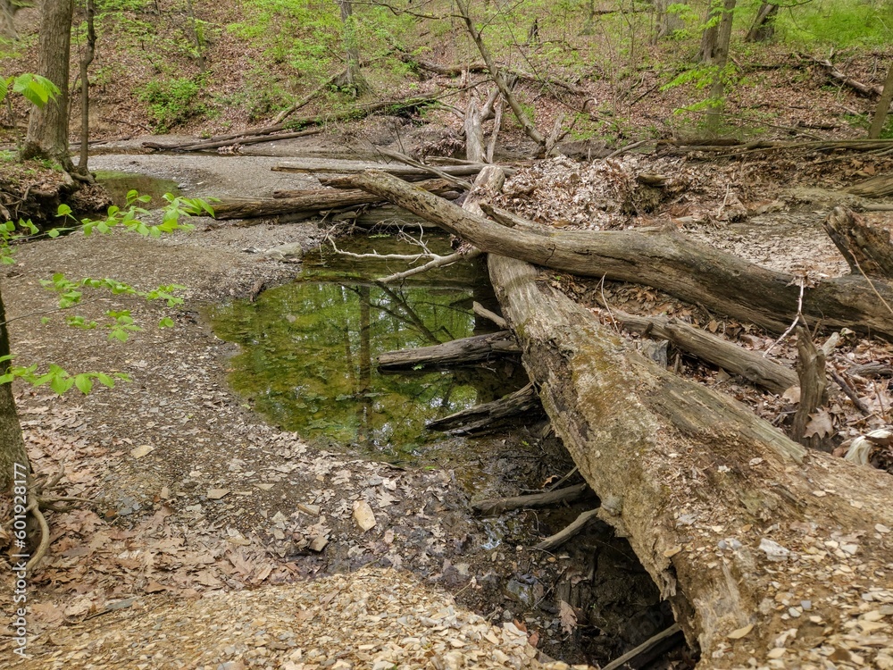 Highbanks Metro Park Fallen Trees and Quiet Pool Highbanks Metro Park Fallen Trees and Quiet Pool