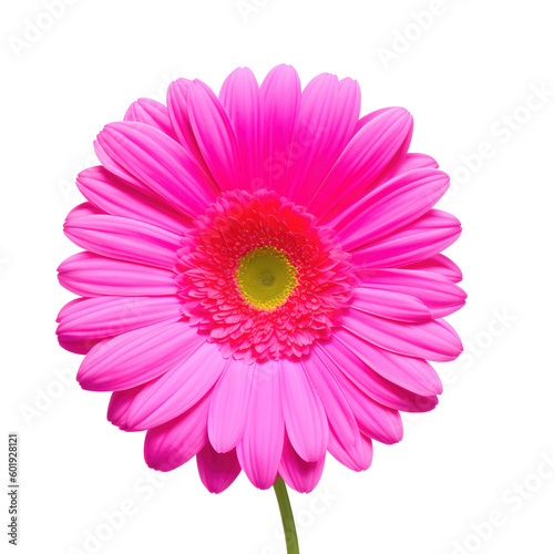 gerbera flower with good quality isolated white background