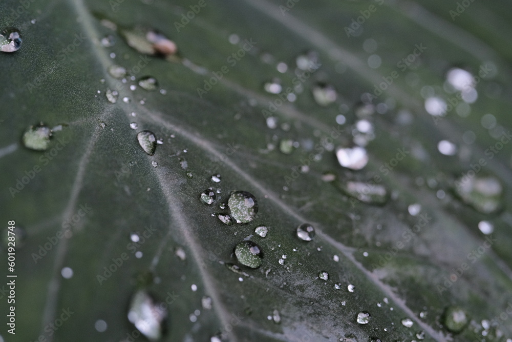 Animal Photography. Macro photo of Camponotus Compressus or better known as black ants that roam on taro leaves. Location place in Cikancung, Bandung Region - Indonesia