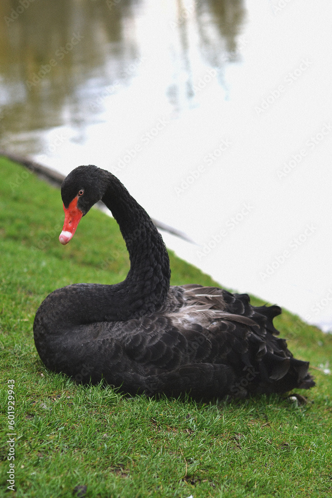 Fototapeta premium A beautiful black swan sits on the grass