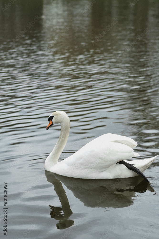 A beautiful white swan swims on the lake A beautiful white swan swims on the lake