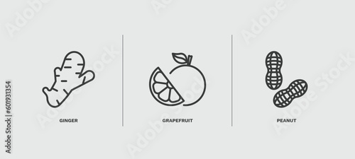 set of vegetables and fruits thin line icons. vegetables and fruits outline icons included ginger, grapefruit, peanut vector.