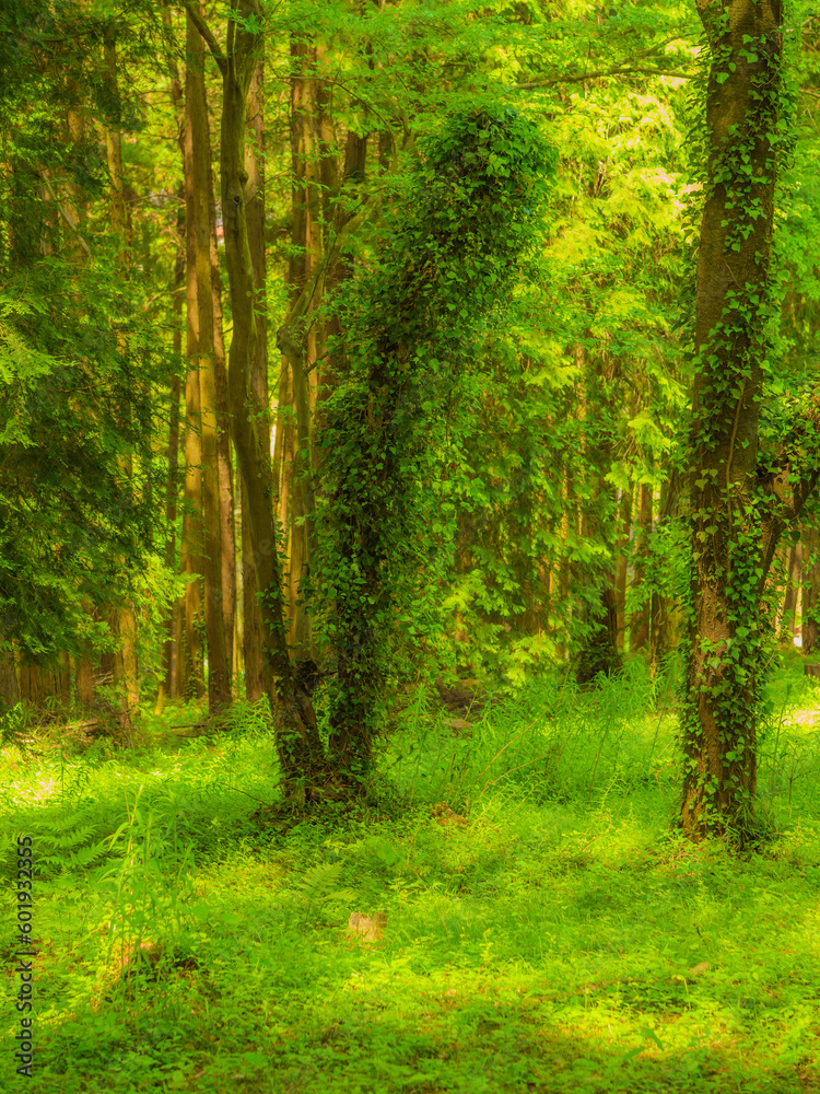 Naklejka premium 森林と日差し_02