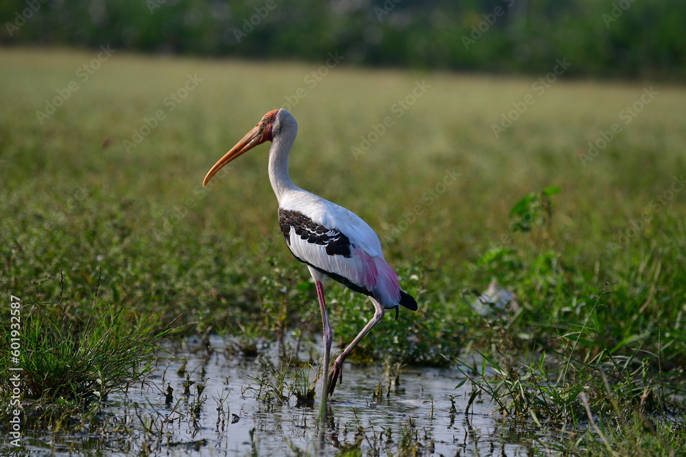 Fototapeta premium white stork in the grass