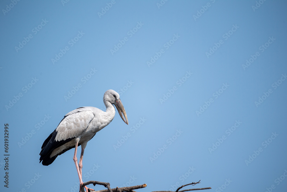 Obraz premium great white heron