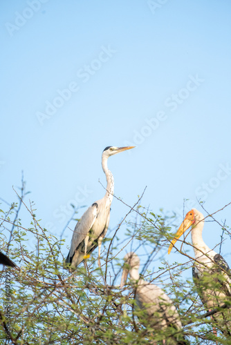 great blue heron