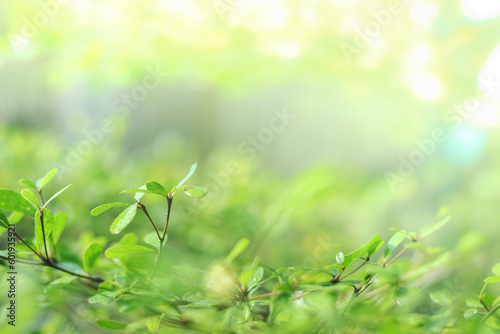 blurred natural greenery bokeh background in the forest with copy space using as background natural green plants landscape, ecology, fresh wallpaper concept.