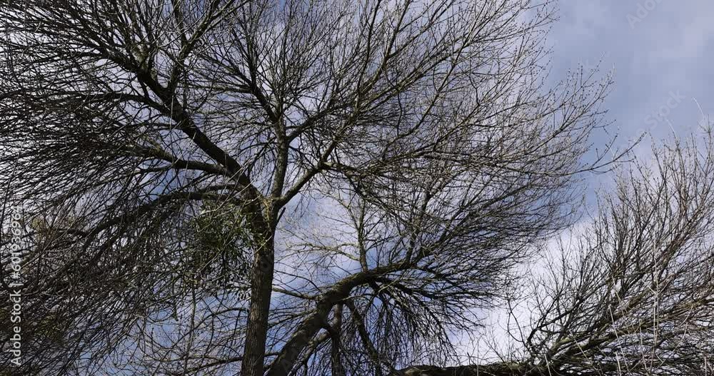 Tall deciduous trees in early spring without foliage, deciduous trees in the warm spring season at the beginning of the season in April
