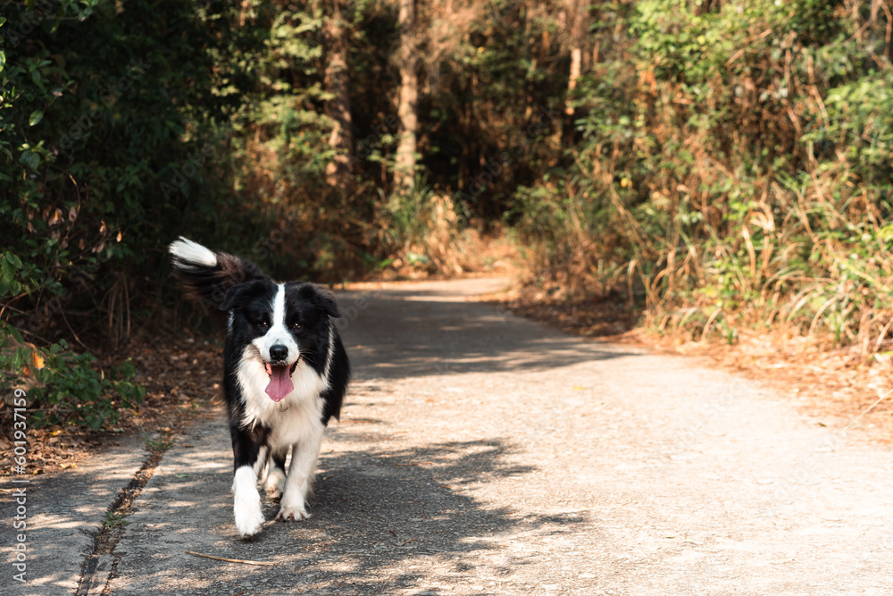 border collie puppy is running on the road outdoors. 
