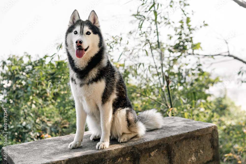 Lovely Siberian husky dog is sitting and grinning outdoors in the nature. 