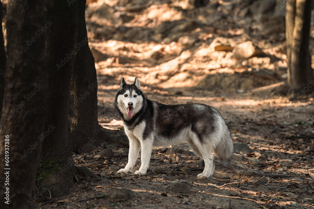 Siberian husky dog is walking in the forest.