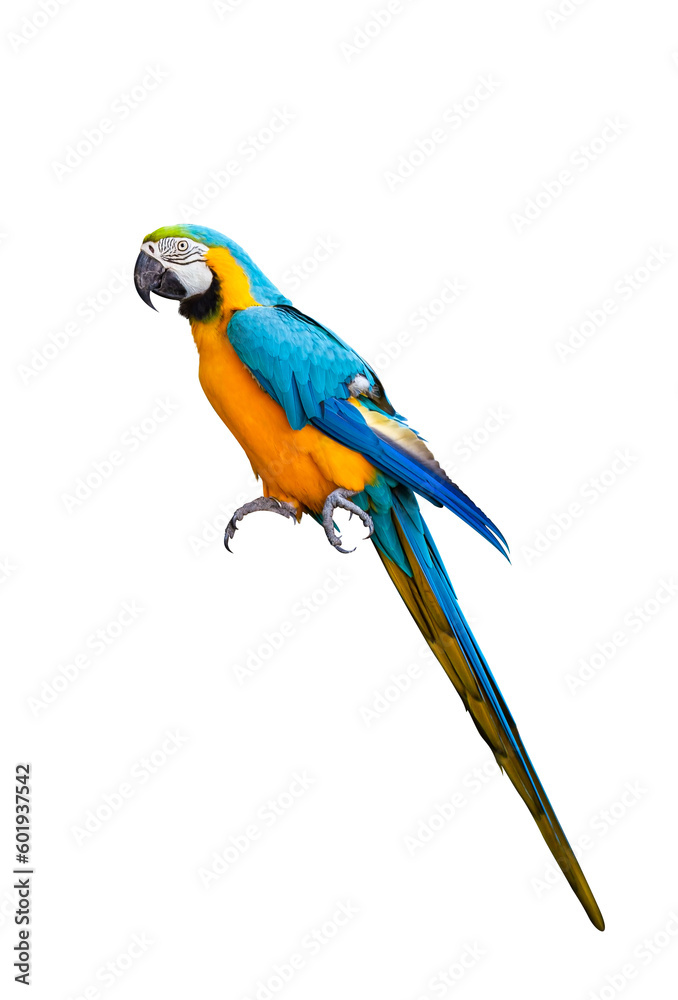 Macaw parrot isolated on white background. ara ararauna macaw parrot. clipping path.