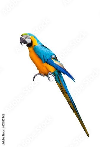 Macaw parrot isolated on white background. ara ararauna macaw parrot. clipping path.