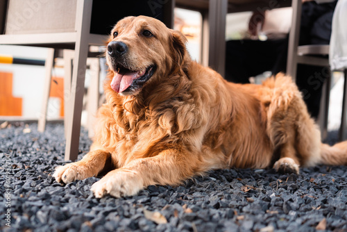 Lovely golden retriever dog is grinning outdoors. 