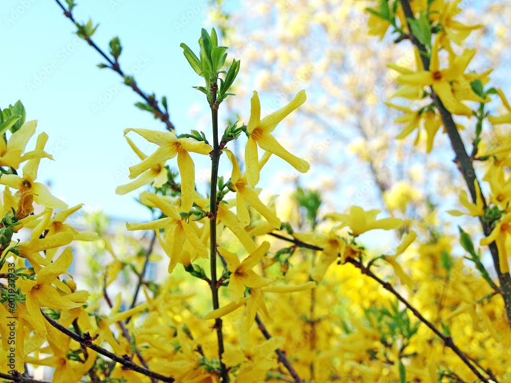 A branch of a blooming weeping forsythia or a golden bell-shaped flower (Forsythia suspensa) A branch of a blooming weeping forsythia or a golden bell-shaped flower (Forsythia suspensa)