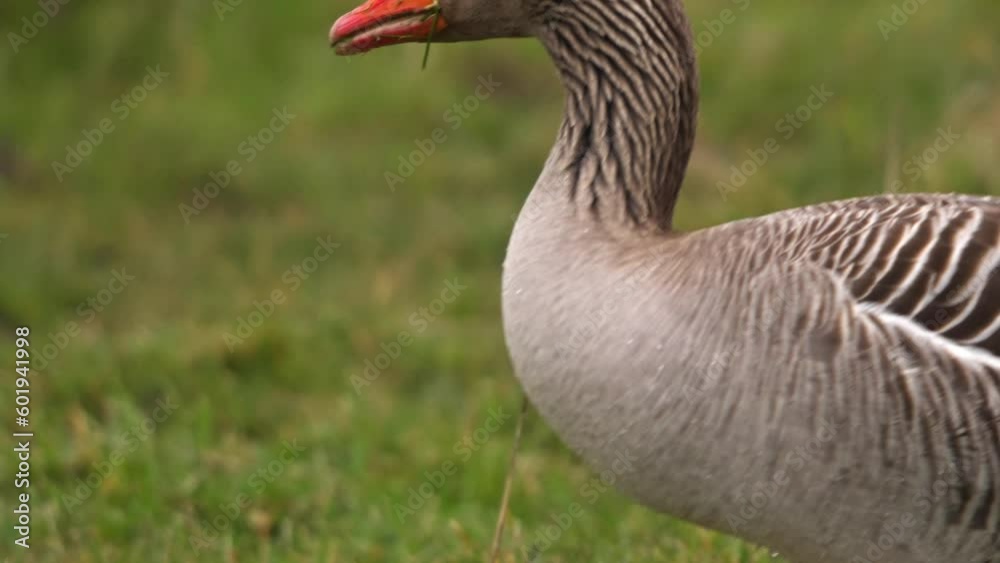 Side view of a Gray Goose eating grass near Middelburg, The Netherlands. Side view of a Gray Goose eating grass near Middelburg, The Netherlands.