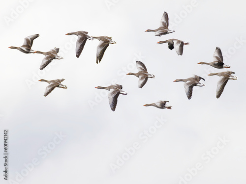 Wild geese flying.