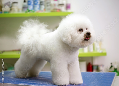 cute dog with haircut.Dog gets hair cut at Pet Spa Grooming Salon. Closeup of Dog. groomer concept.the dog has a haircut.