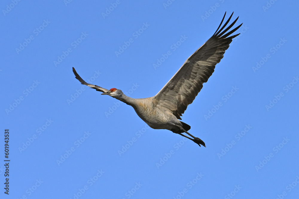 A migratory sandhill crane flies through an Alaska blue-sky day. A migratory sandhill crane flies through an Alaska blue-sky day.