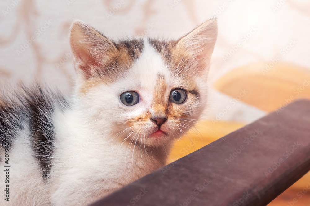 A small fluffy kitten in a room on a blurred background close-up