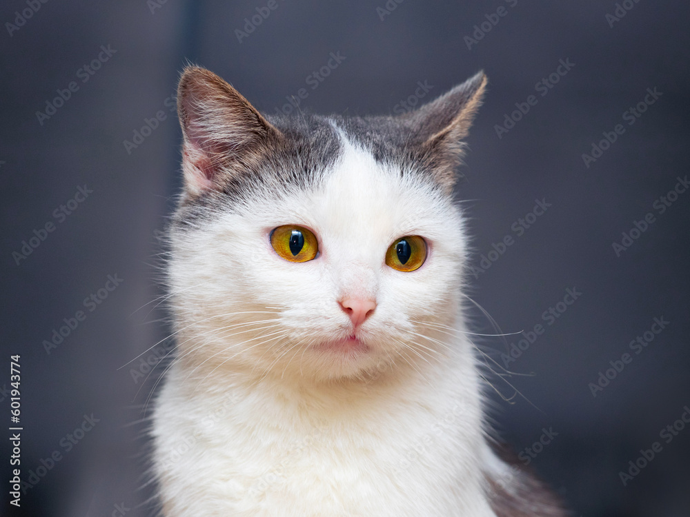 Close-up of a white spotted cat on a dark background