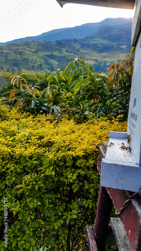 A Himalayan beehive with the view on high mountain chains along Annapurna Circuit Trek, Nepal. Few bees flying around it, bringing more honey back. The area is lush green and blossoming photo