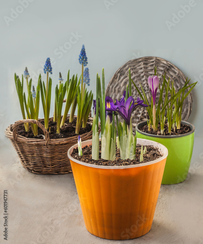 Blossoming  Iridodictium  or Iris reticulata ', crocus and muscari  in  pot photo