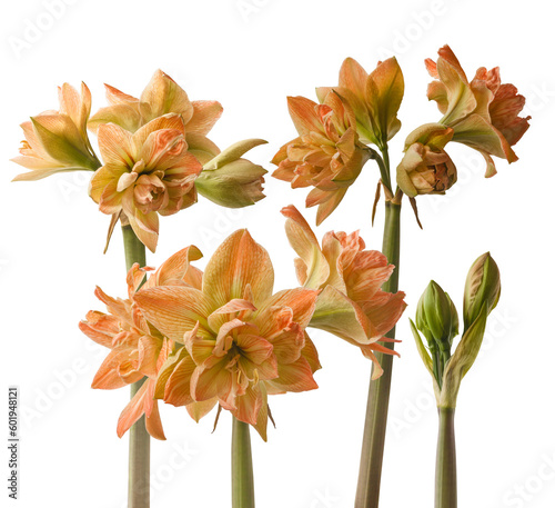 Hippeastrum (amaryllis)   'Exotic Nymph' on a white background isolated. photo