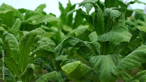 Wallpaper Mural Tobacco plant leaves close up on plantation.  Torontodigital.ca