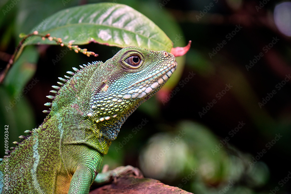 Obraz premium Grüne Wasseragame ( Physignathus cocincinus ).