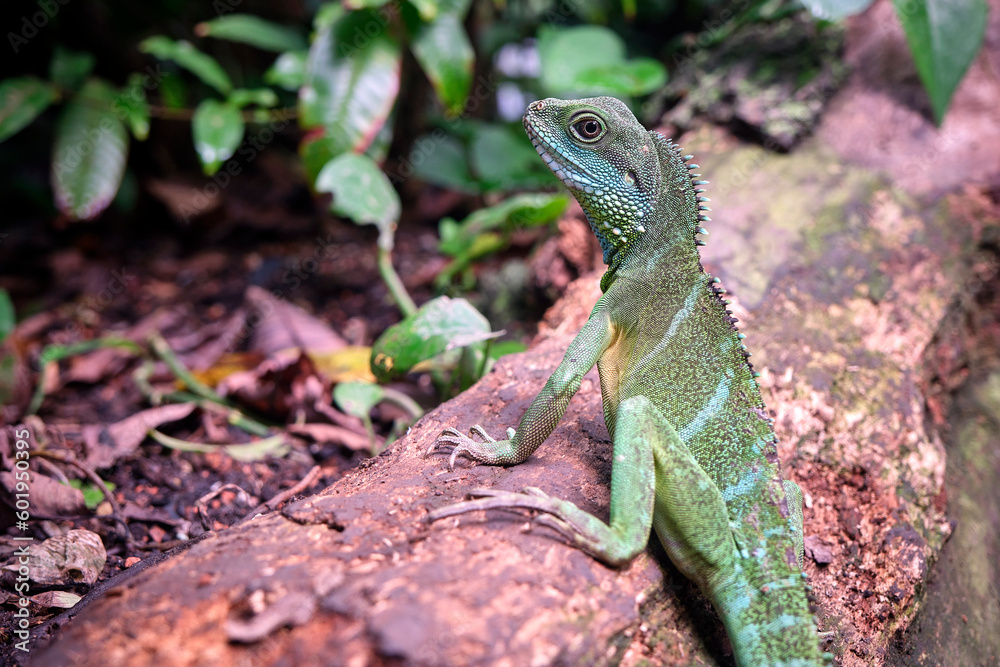 Grüne Wasseragame ( Physignathus cocincinus ). Grüne Wasseragame ( Physignathus cocincinus ).